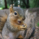 Illustration for article titled Stop it, Squirrel